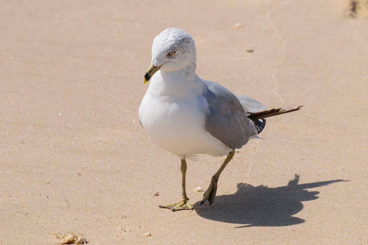 Ring-billed Gull - ML623157268