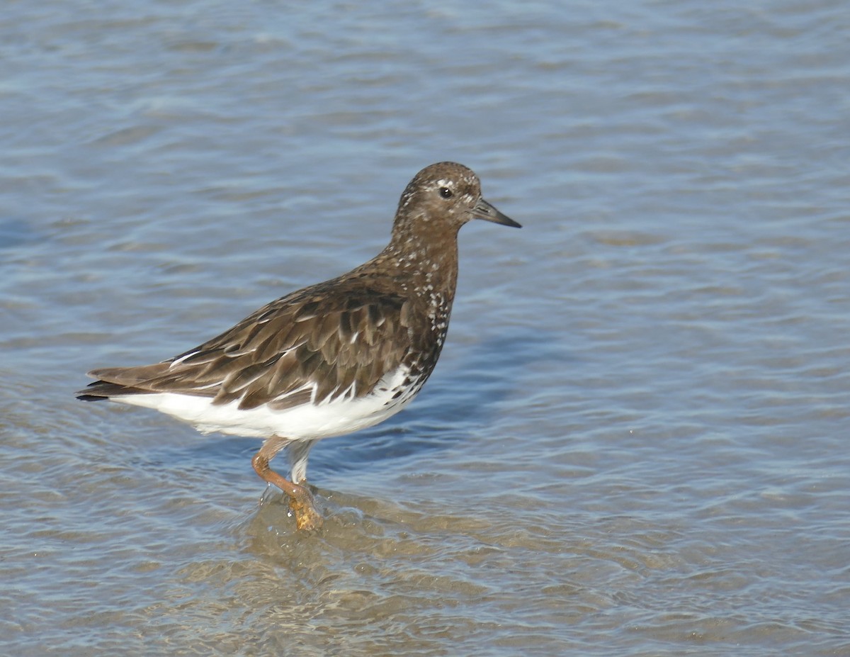 Black Turnstone - ML623157303