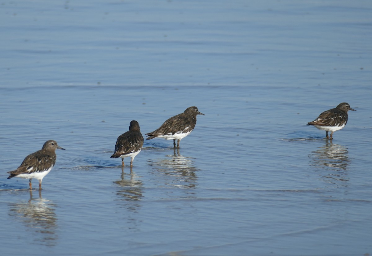 Black Turnstone - ML623157316