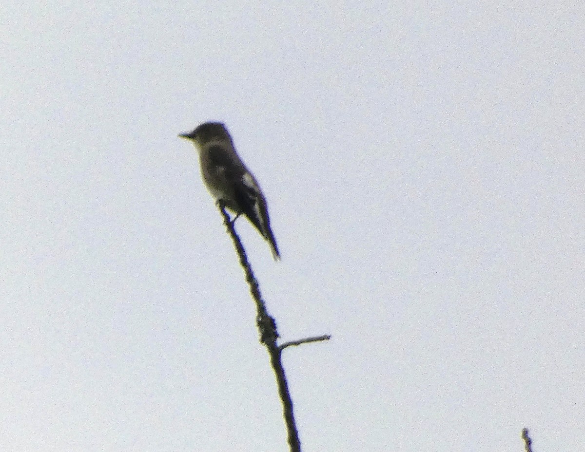 Olive-sided Flycatcher - ML623157319