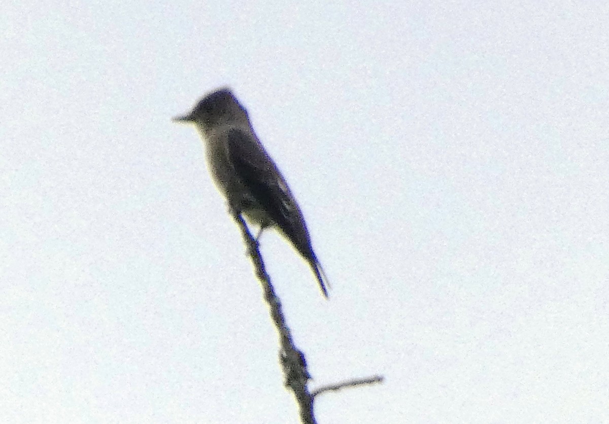 Olive-sided Flycatcher - ML623157320