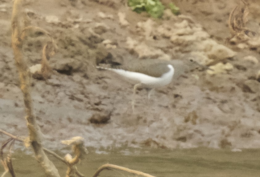 Common Sandpiper - Ronald Breteler