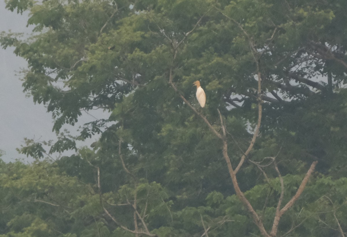 Eastern Cattle Egret - Ronald Breteler