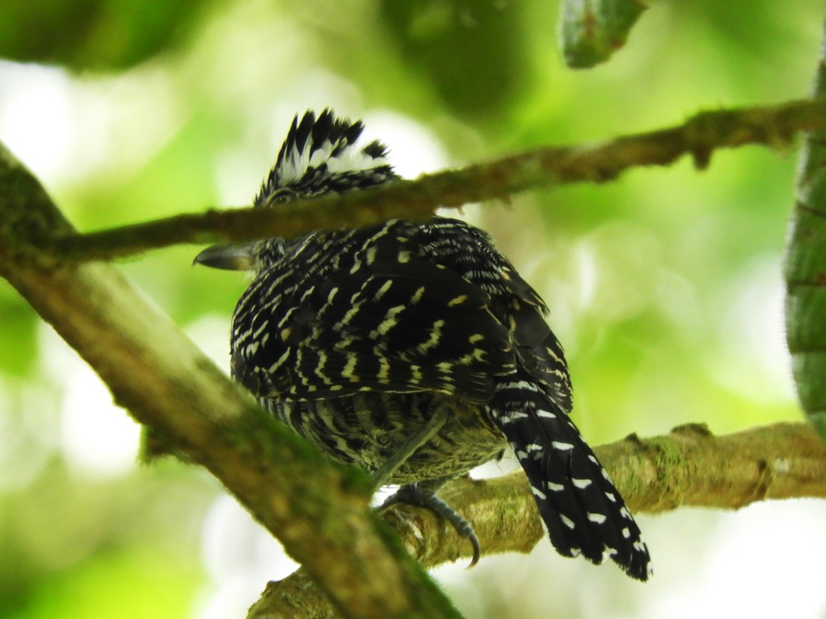 Barred Antshrike - ML623157421