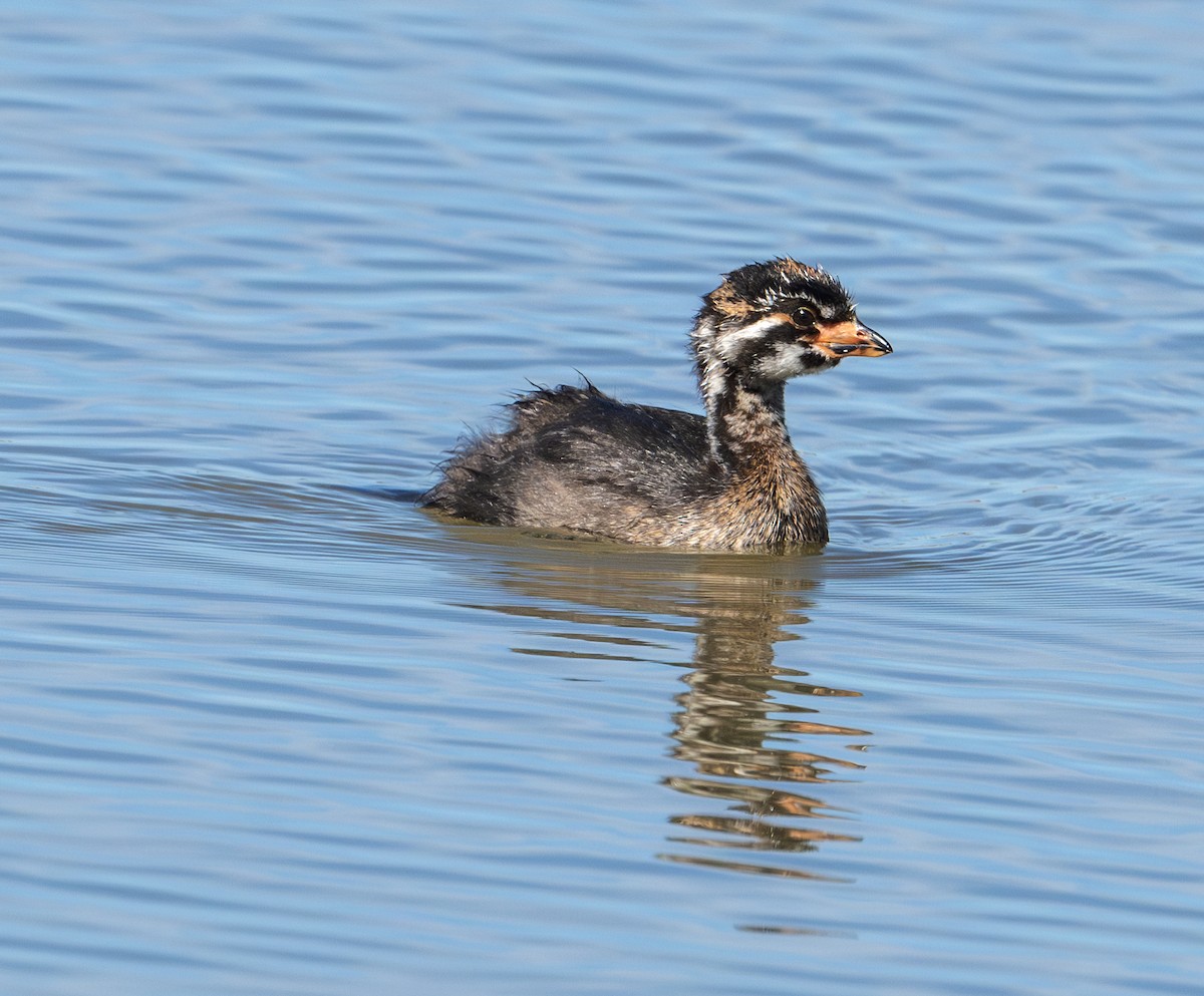 Pied-billed Grebe - ML623157492