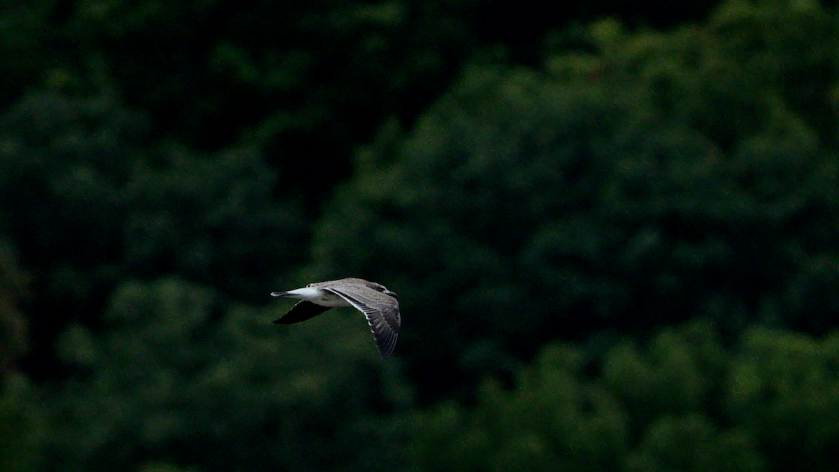 Laughing Gull - ML623157552