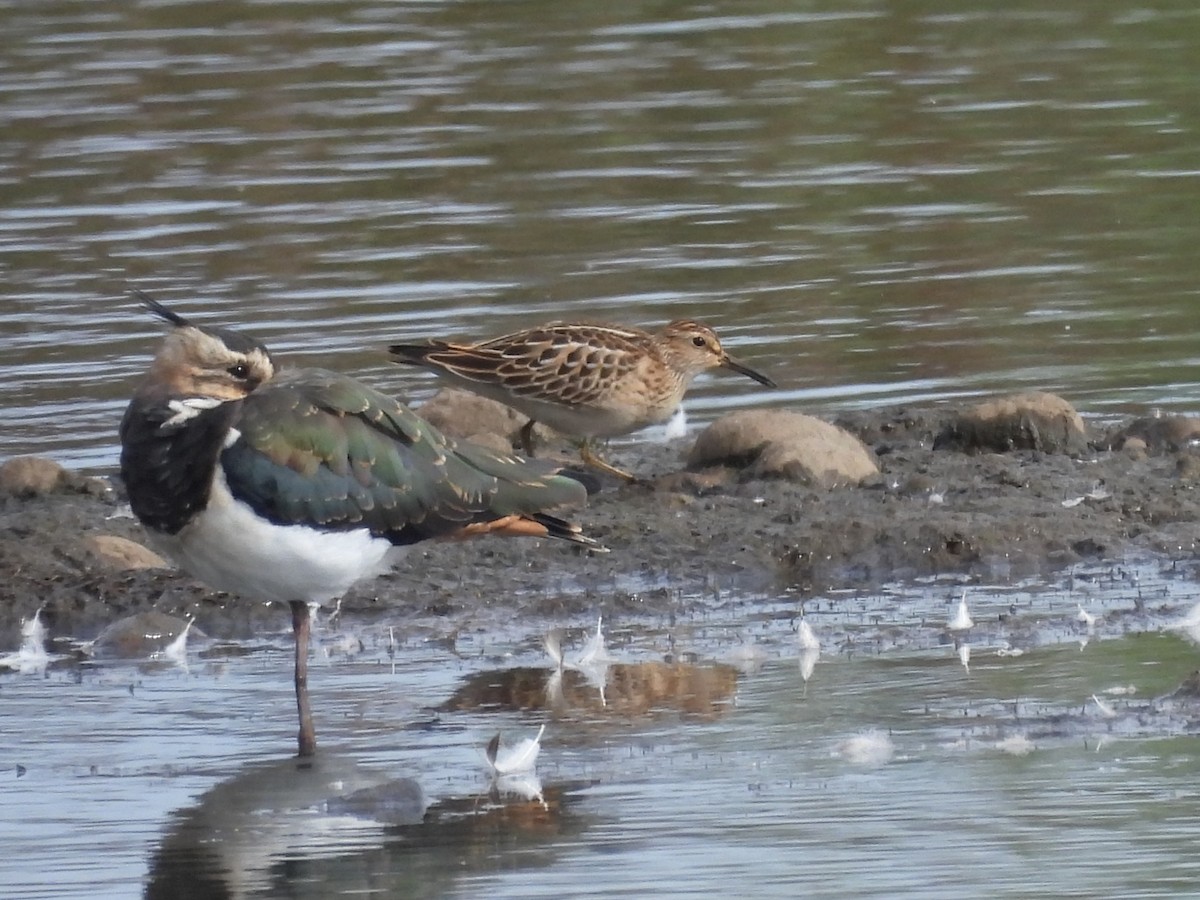 Pectoral Sandpiper - ML623157598