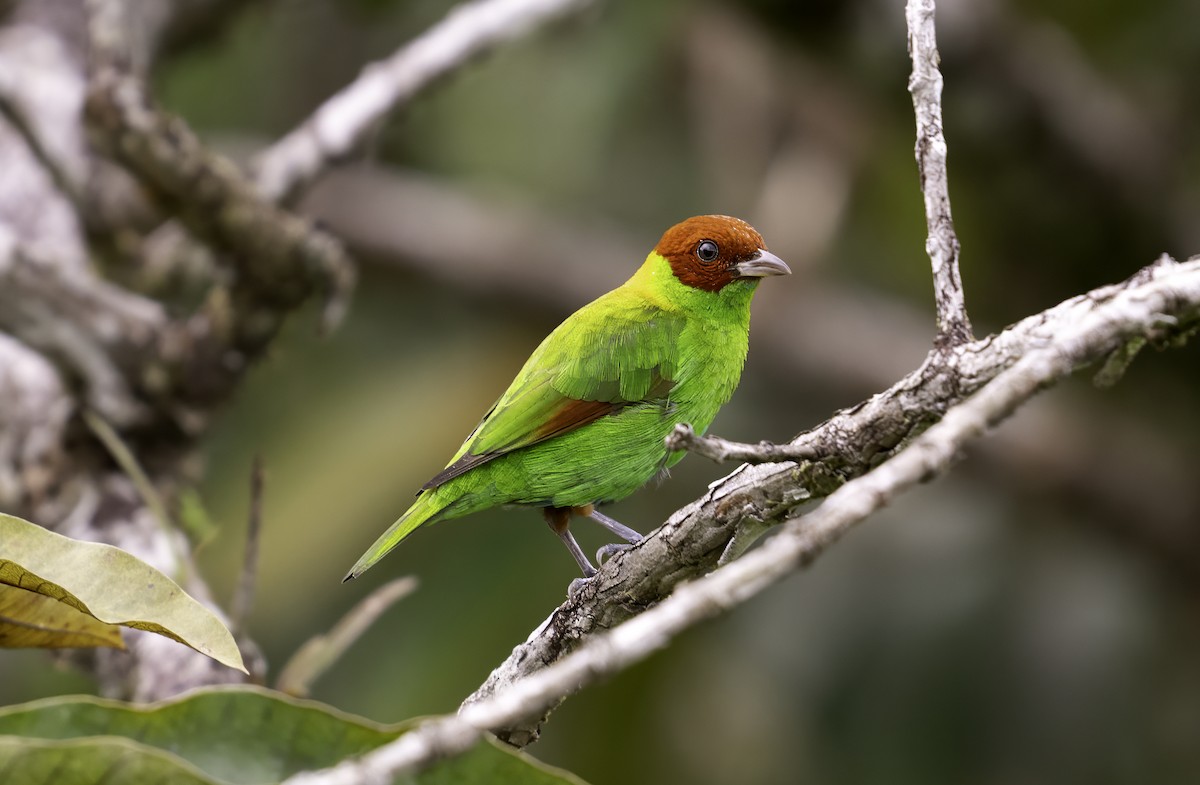 Rufous-winged Tanager - ML623157646