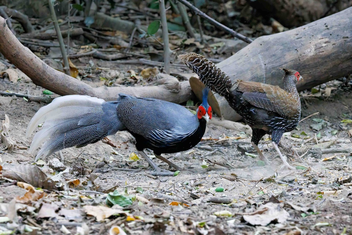 Kalij Pheasant - ML623157655