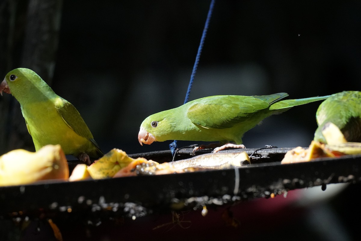 Plain Parakeet - ML623157667