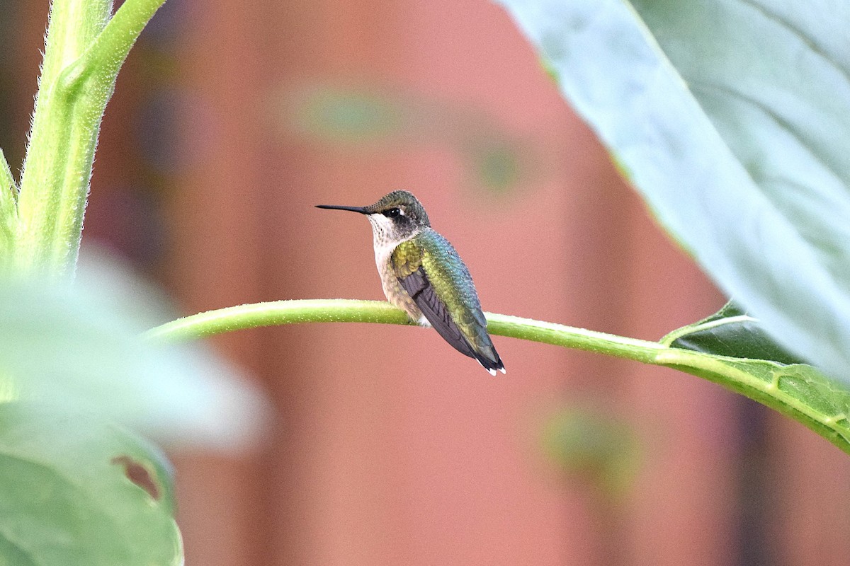 Ruby-throated Hummingbird - ML623157672