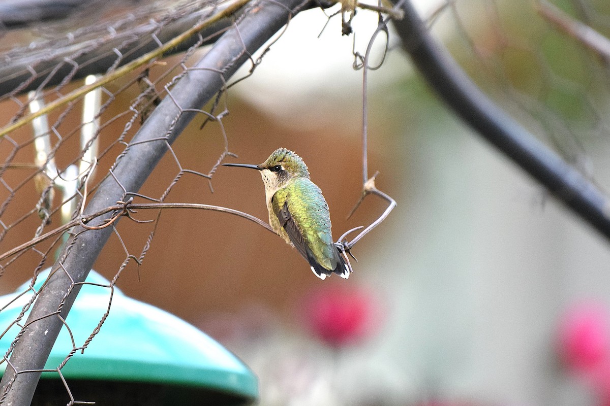 Ruby-throated Hummingbird - ML623157673