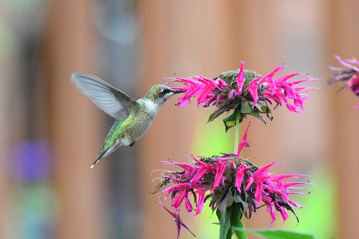 Ruby-throated Hummingbird - ML623157674