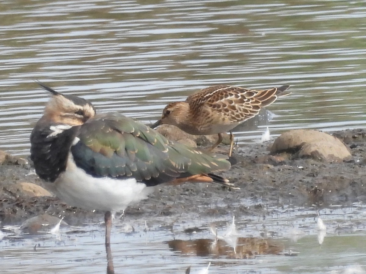 Pectoral Sandpiper - ML623157700