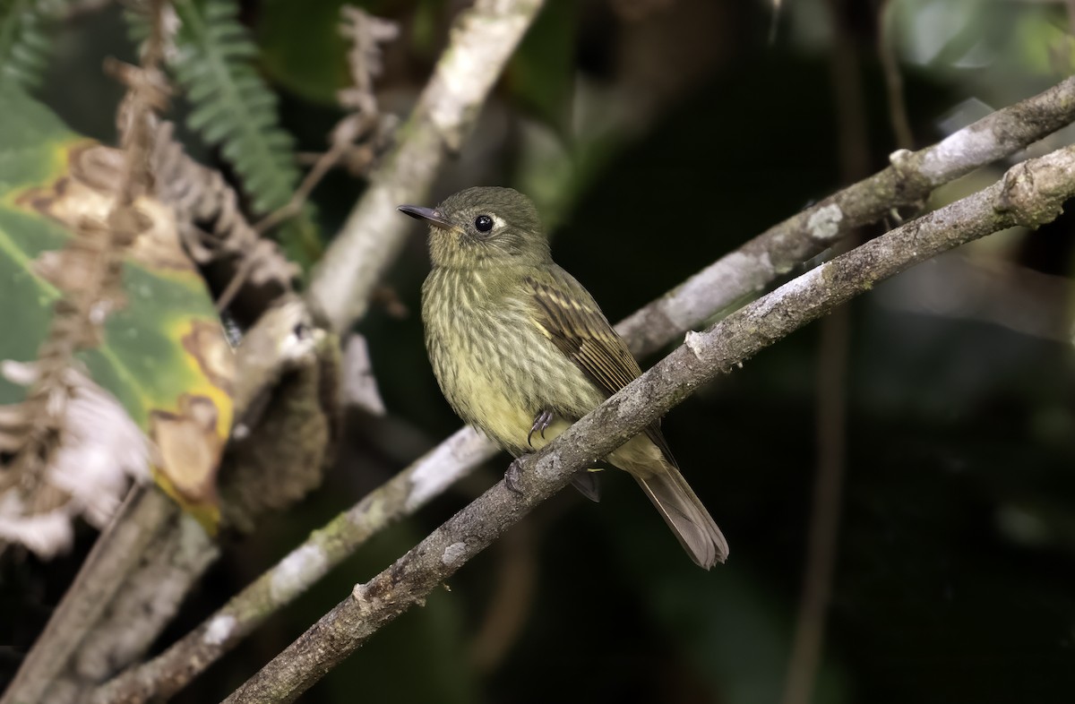 Olive-striped Flycatcher - ML623157785