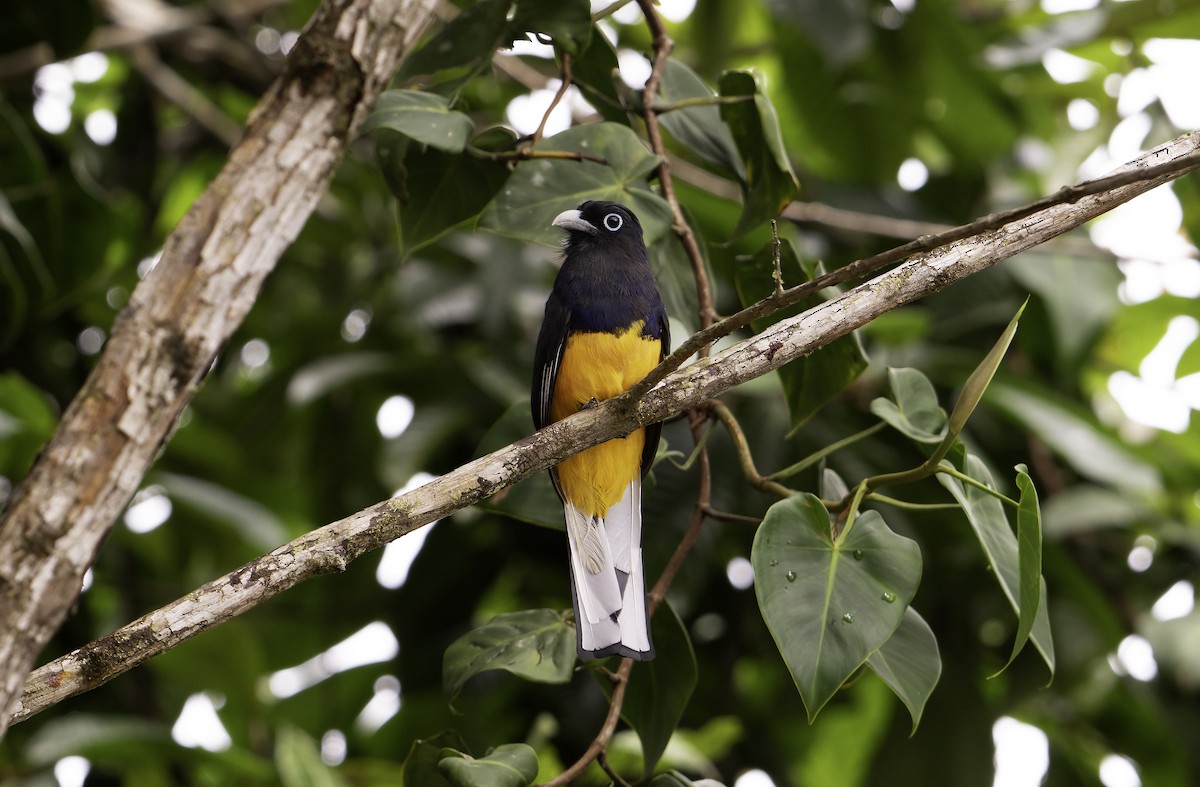 Ak Kuyruklu Trogon - ML623157802