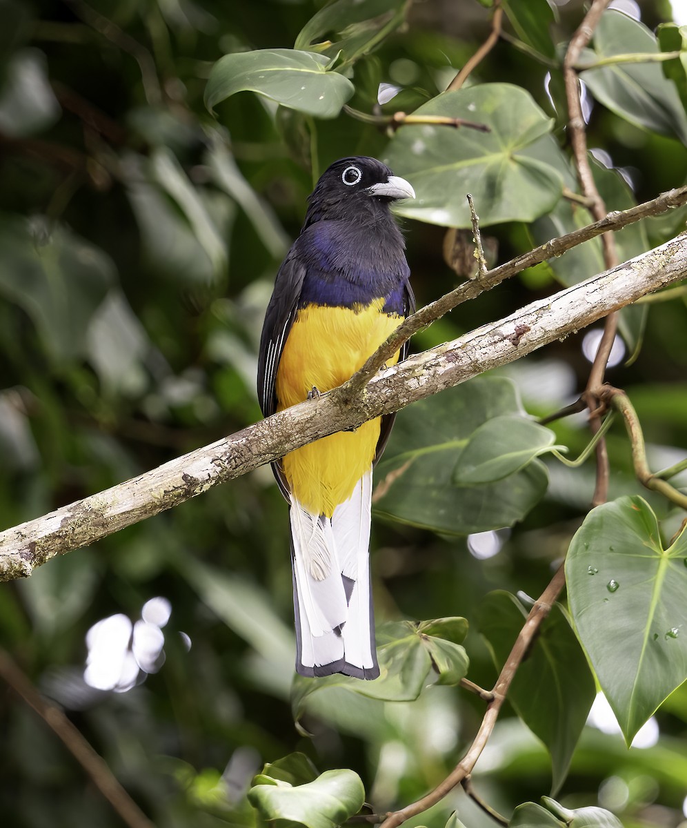 Ak Kuyruklu Trogon - ML623157803