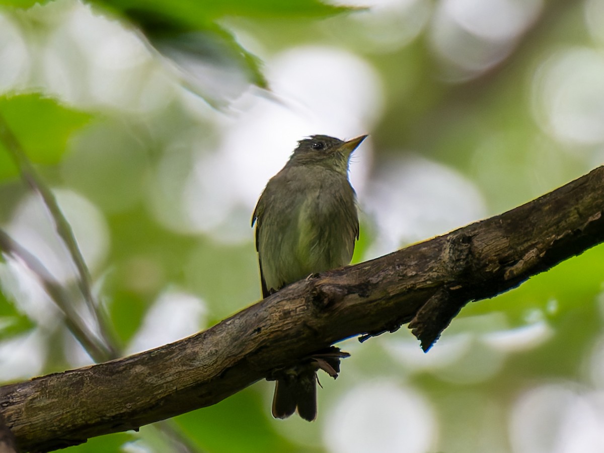 Eastern Wood-Pewee - ML623157822