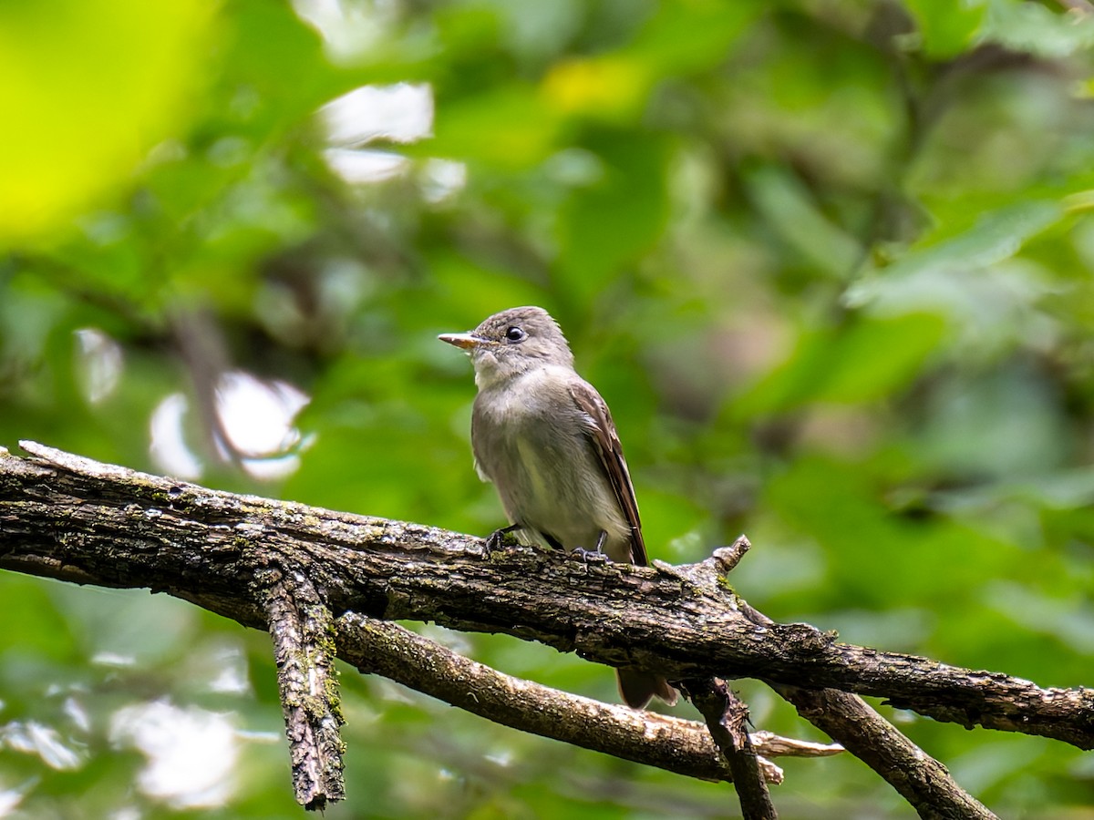 Eastern Wood-Pewee - ML623157823