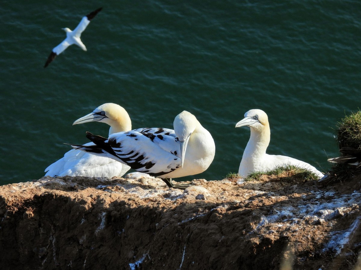 Northern Gannet - ML623157825