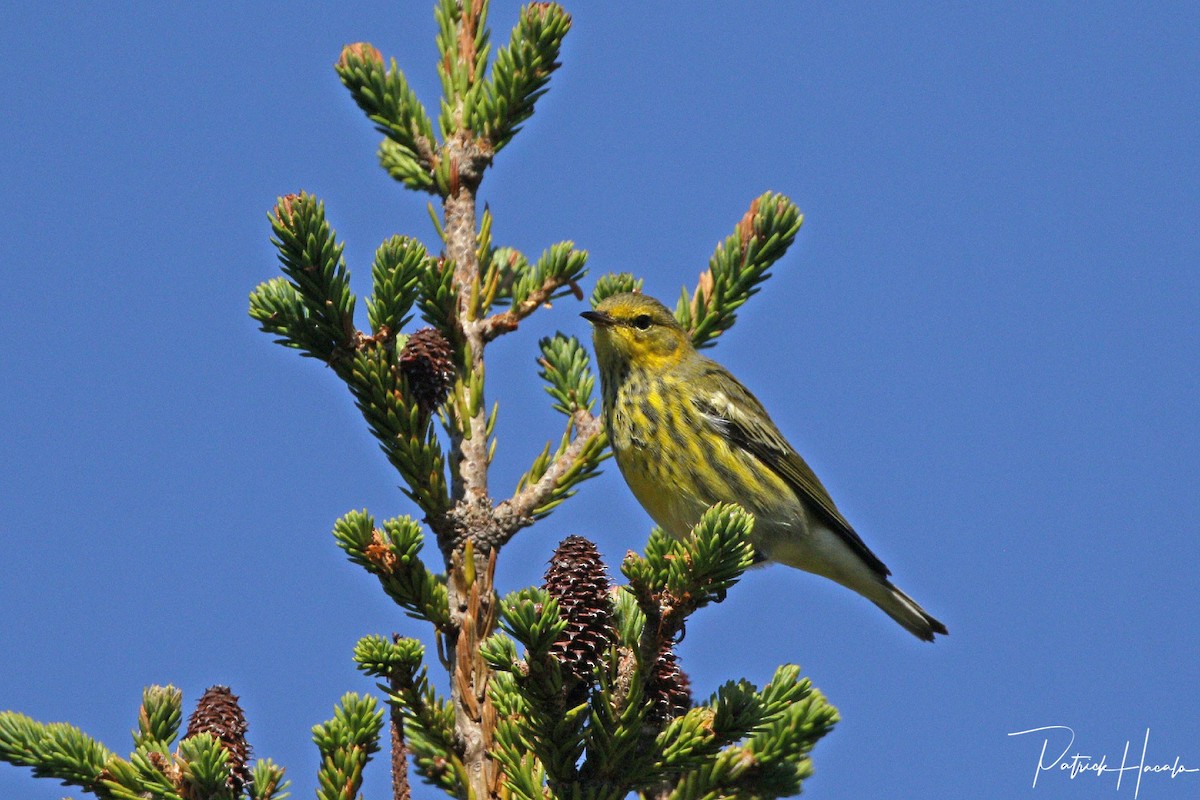 Cape May Warbler - ML623157833