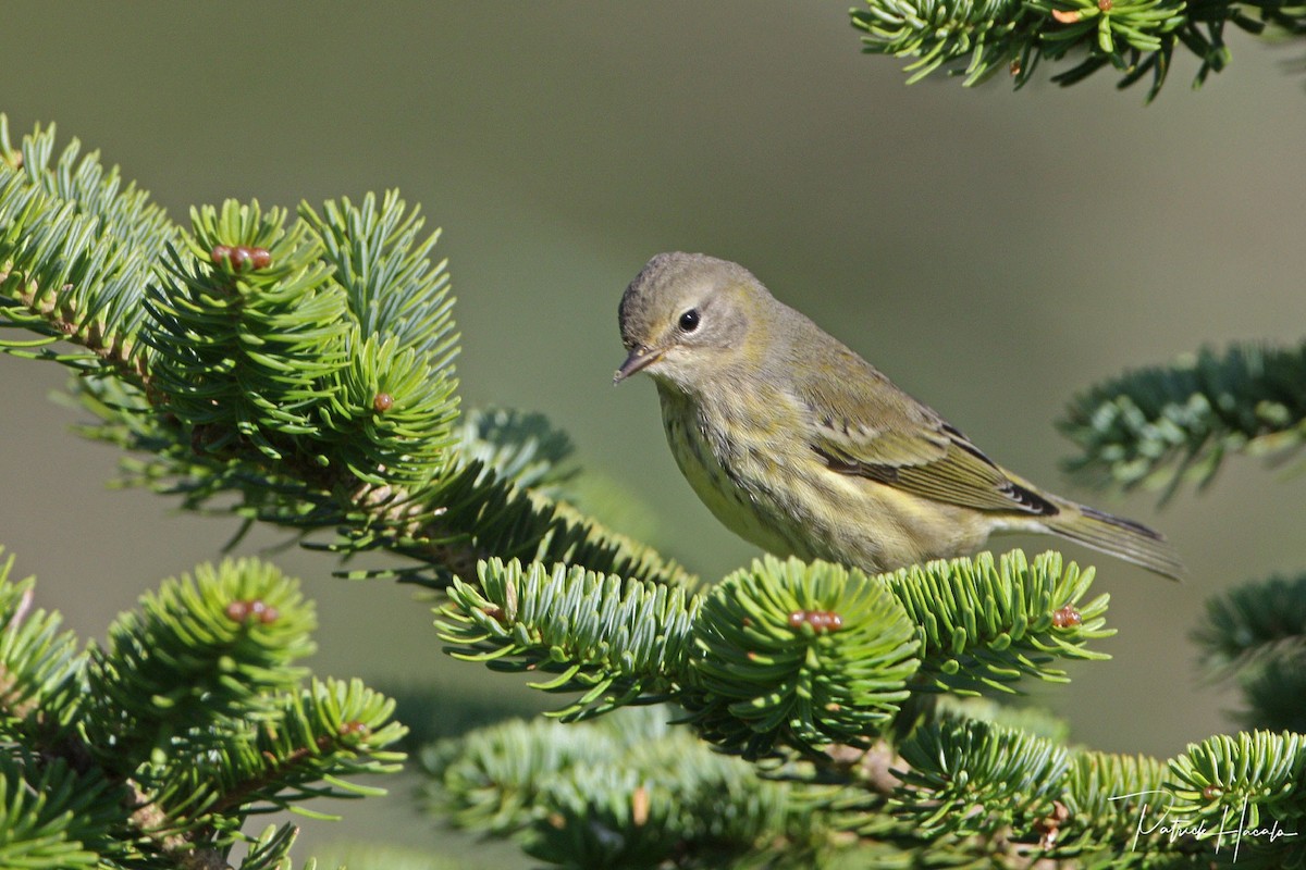 Cape May Warbler - ML623157834
