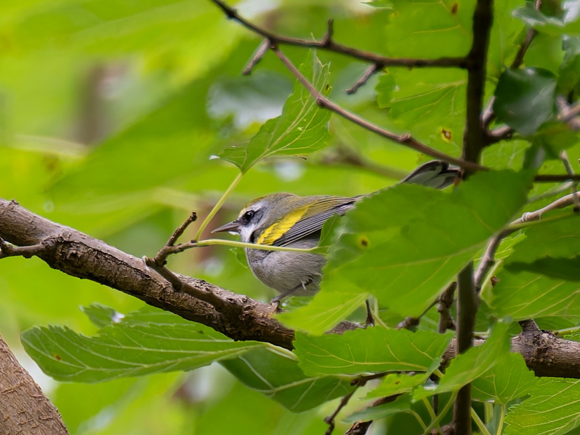 Golden-winged Warbler - ML623157839