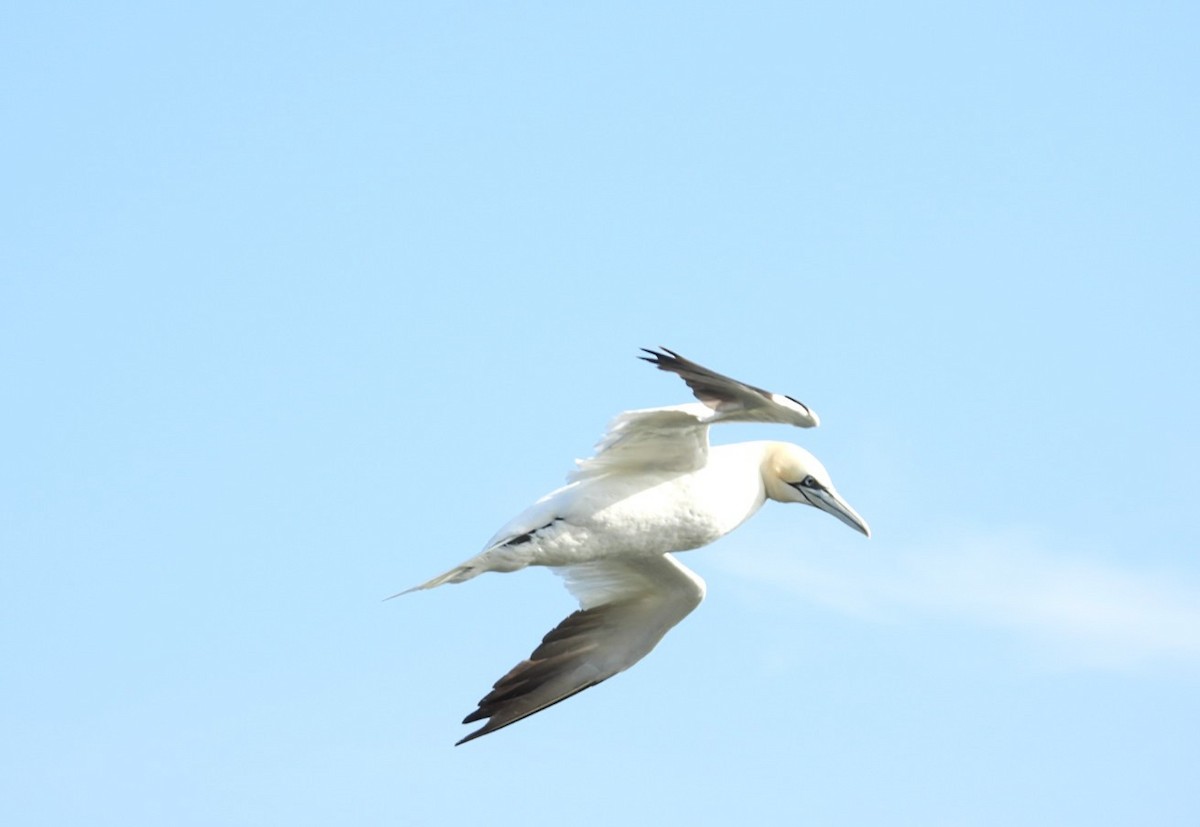 Northern Gannet - ML623157841