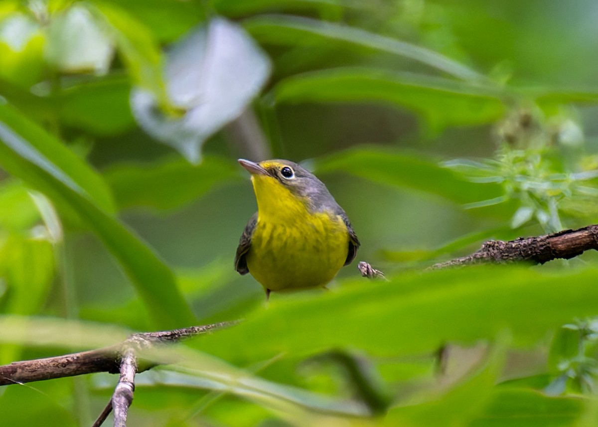 Canada Warbler - ML623157855