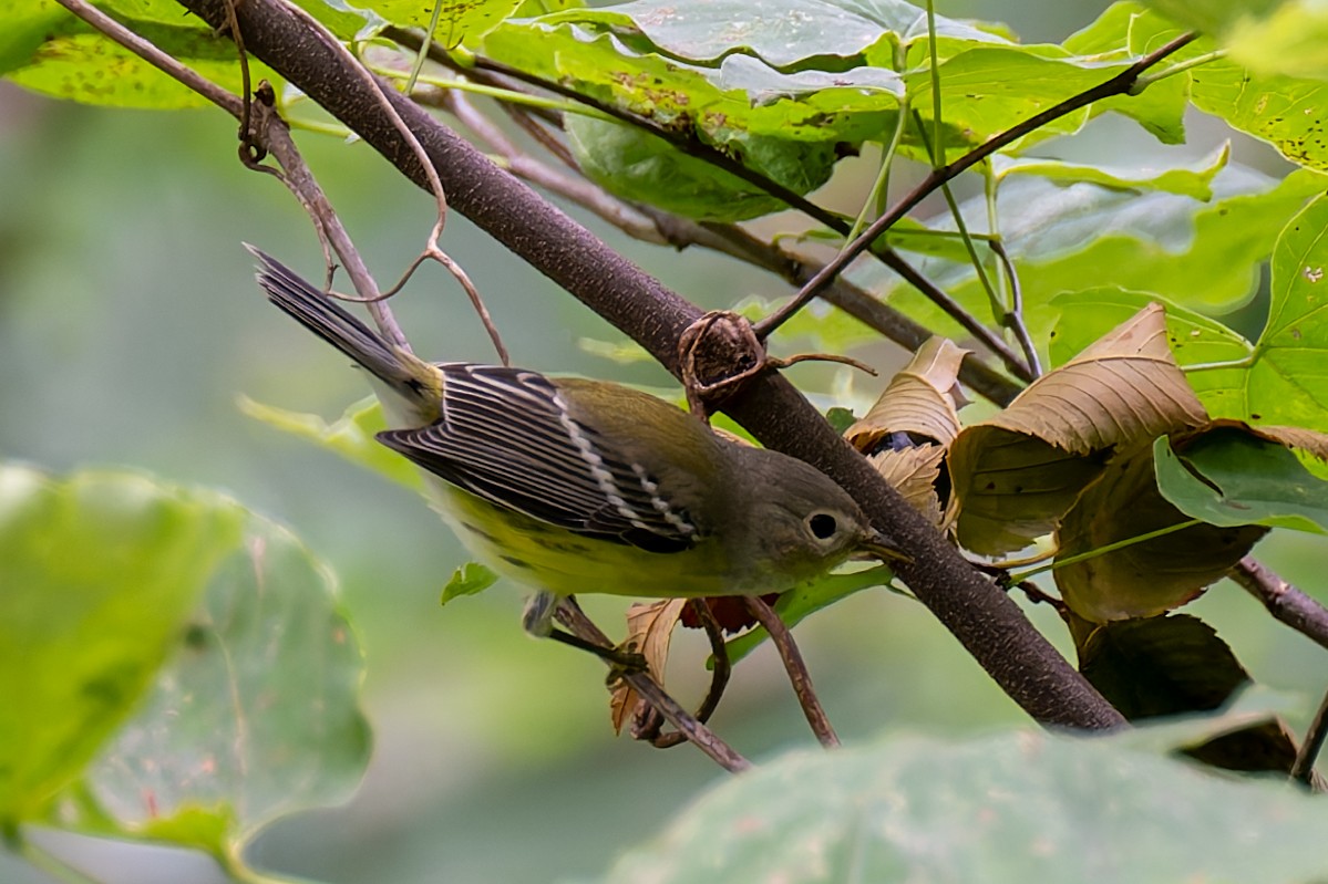 Magnolia Warbler - ML623157856