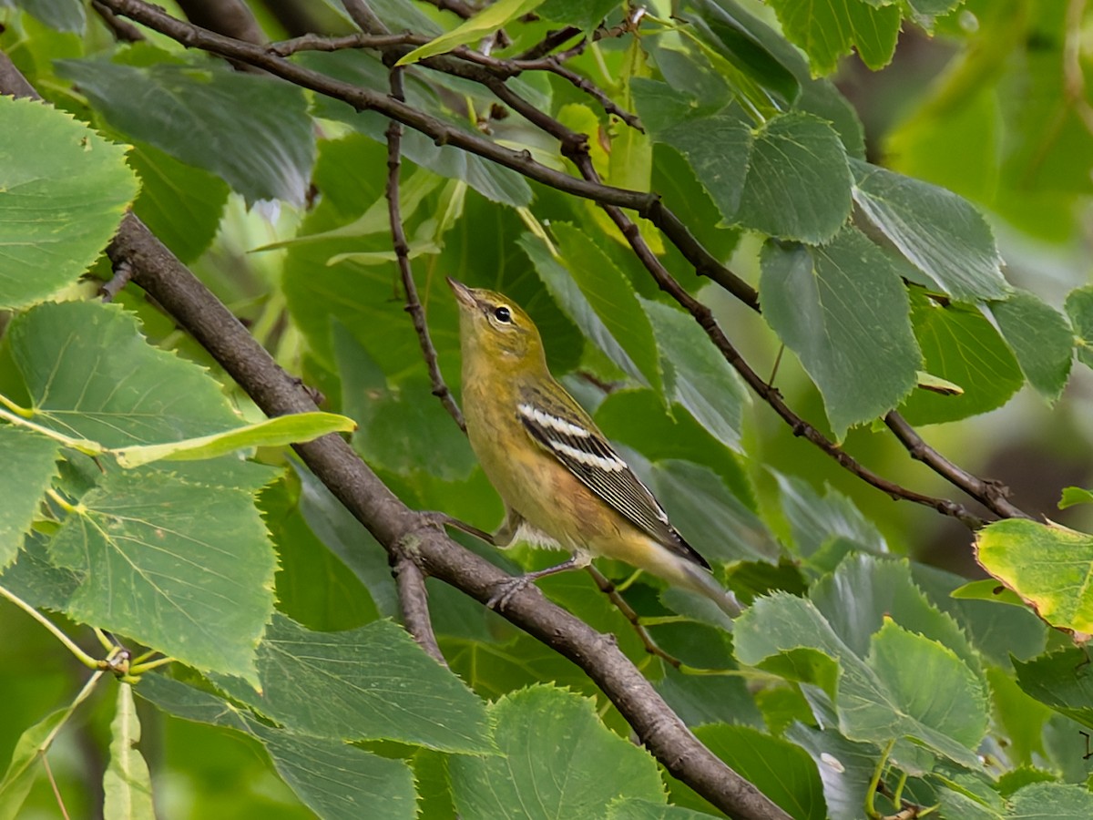 Bay-breasted Warbler - ML623157868