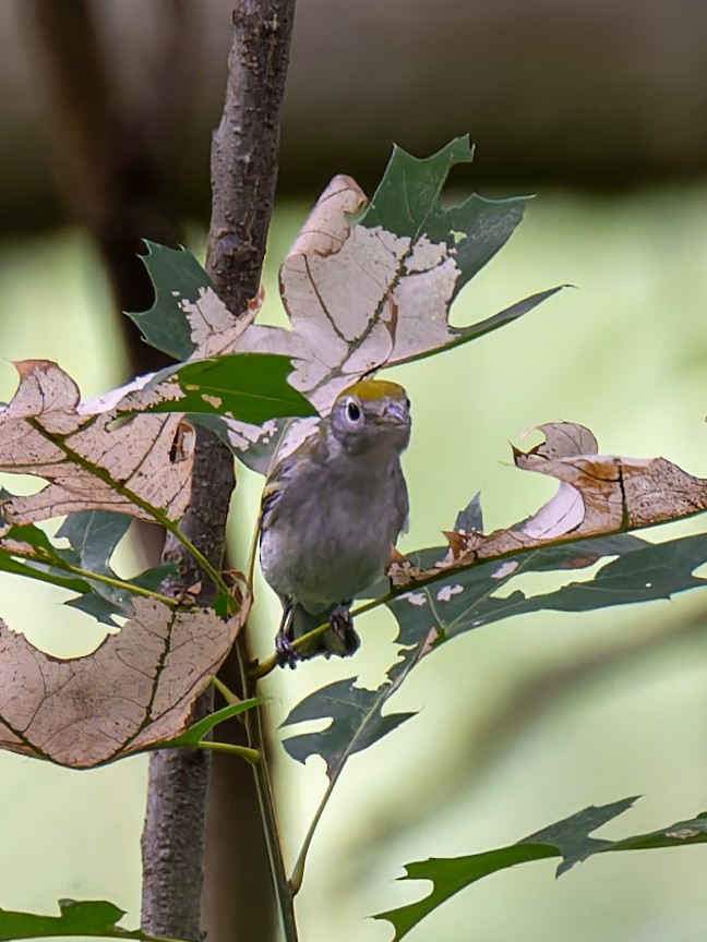 Chestnut-sided Warbler - ML623157875