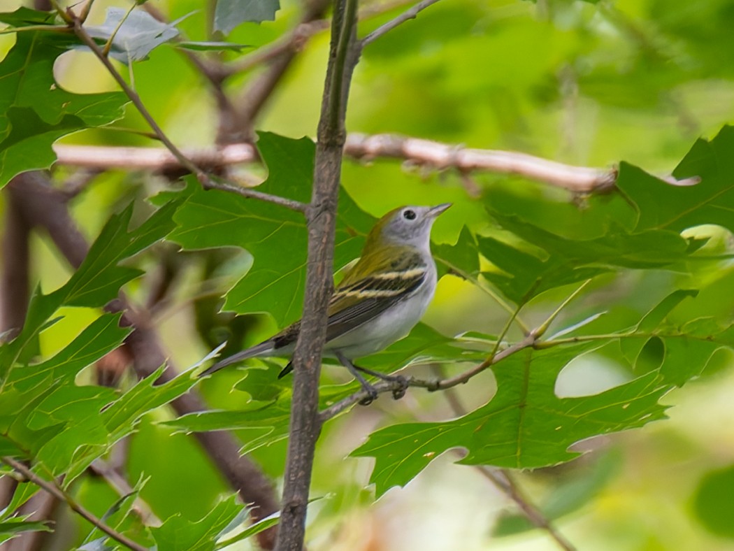 Chestnut-sided Warbler - ML623157876