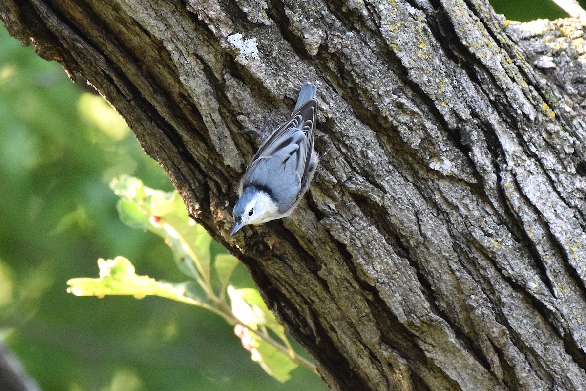 White-breasted Nuthatch - ML623158008