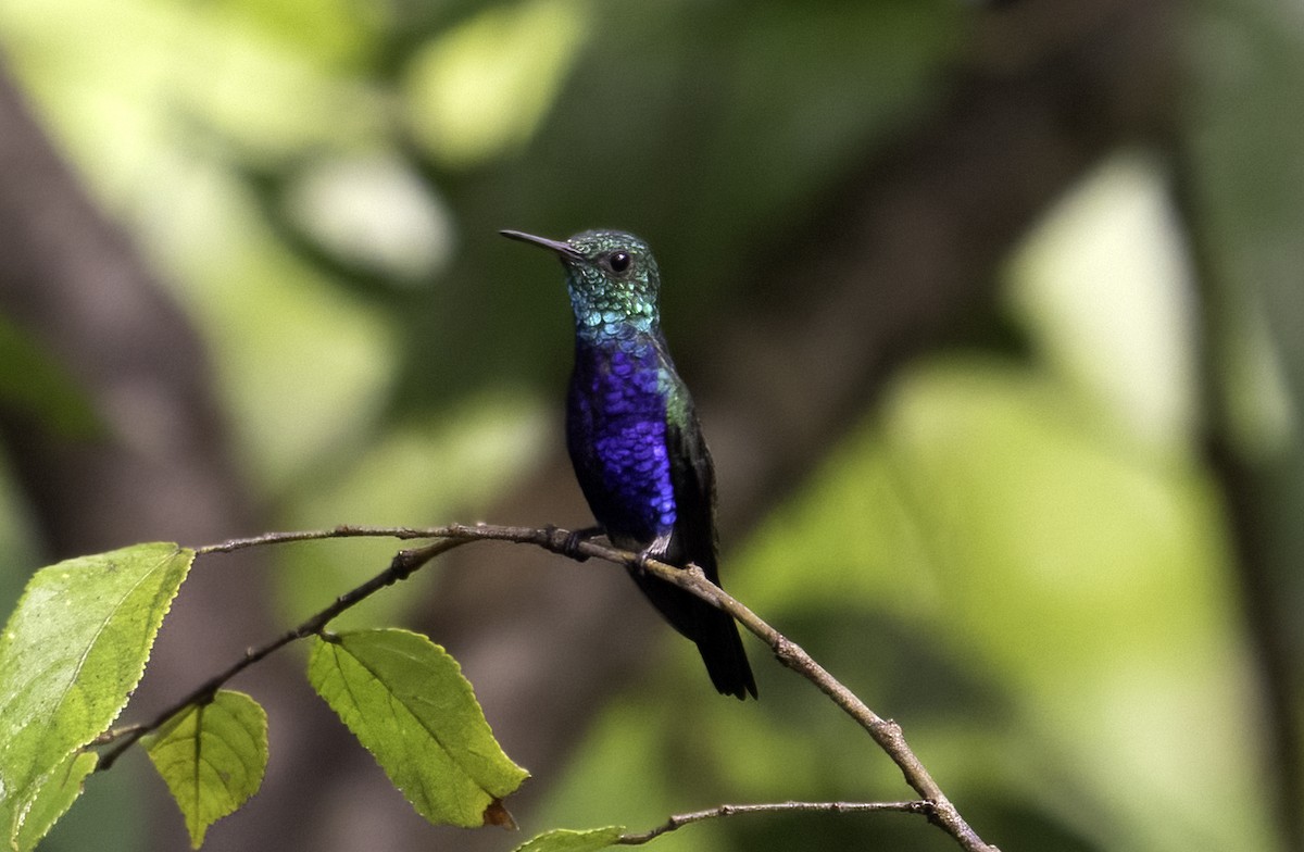 Violet-bellied Hummingbird - Leo Wiznitzer