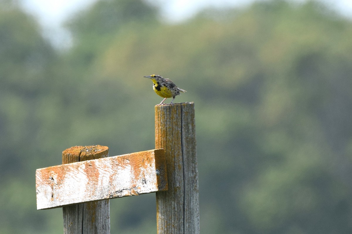 Western Meadowlark - ML623158020