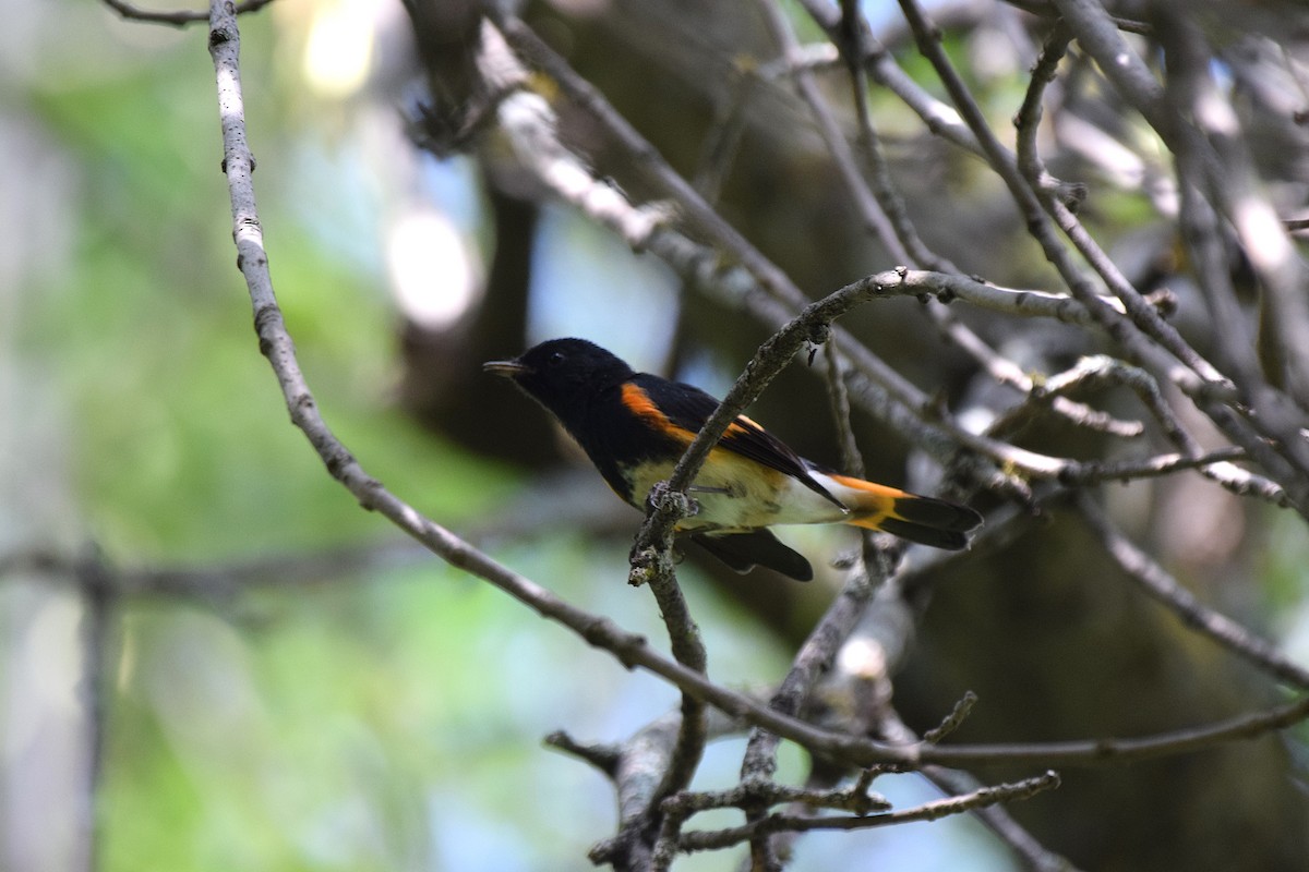 American Redstart - ML623158026