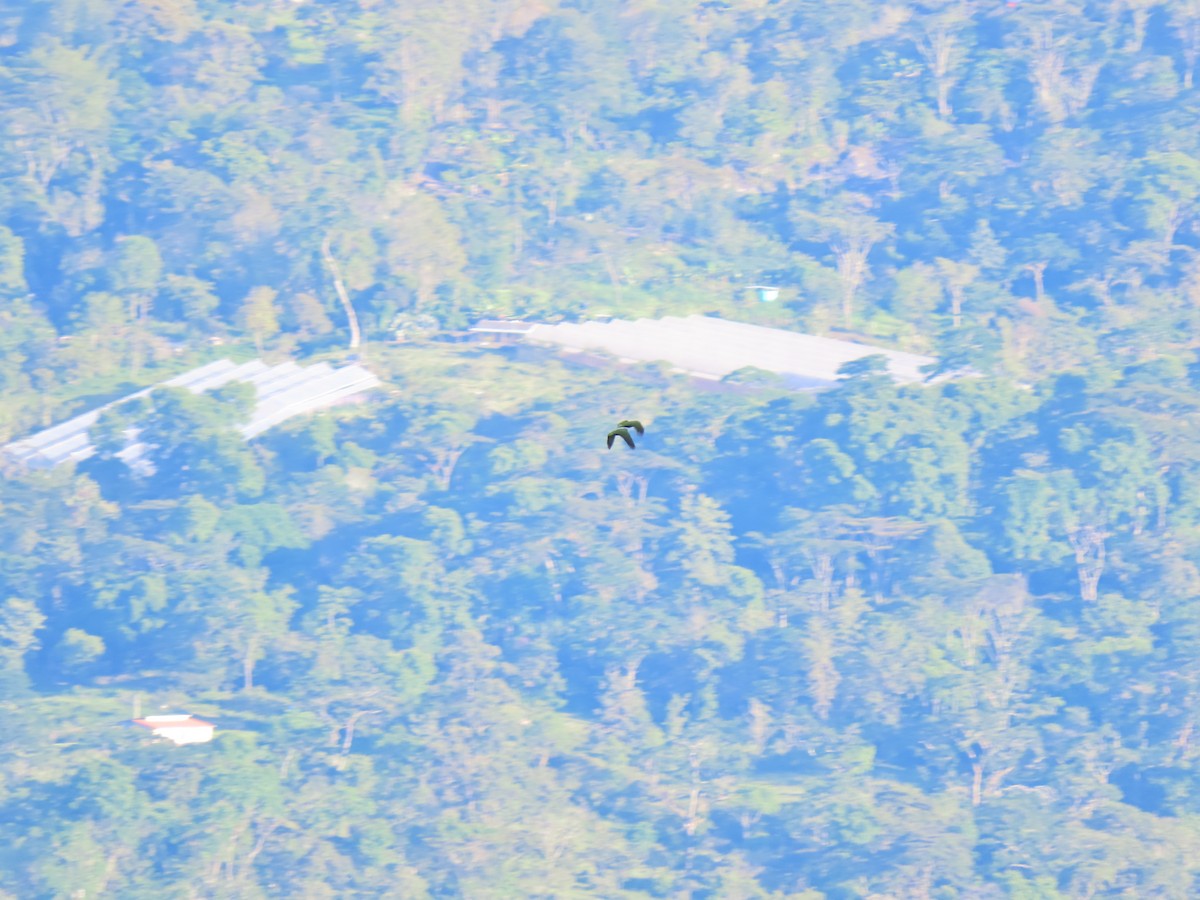 Scaly-naped Parrot - Cristian Cufiño