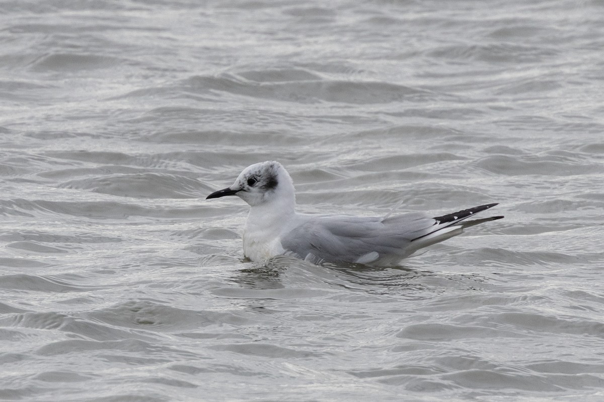 Mouette de Bonaparte - ML623158074