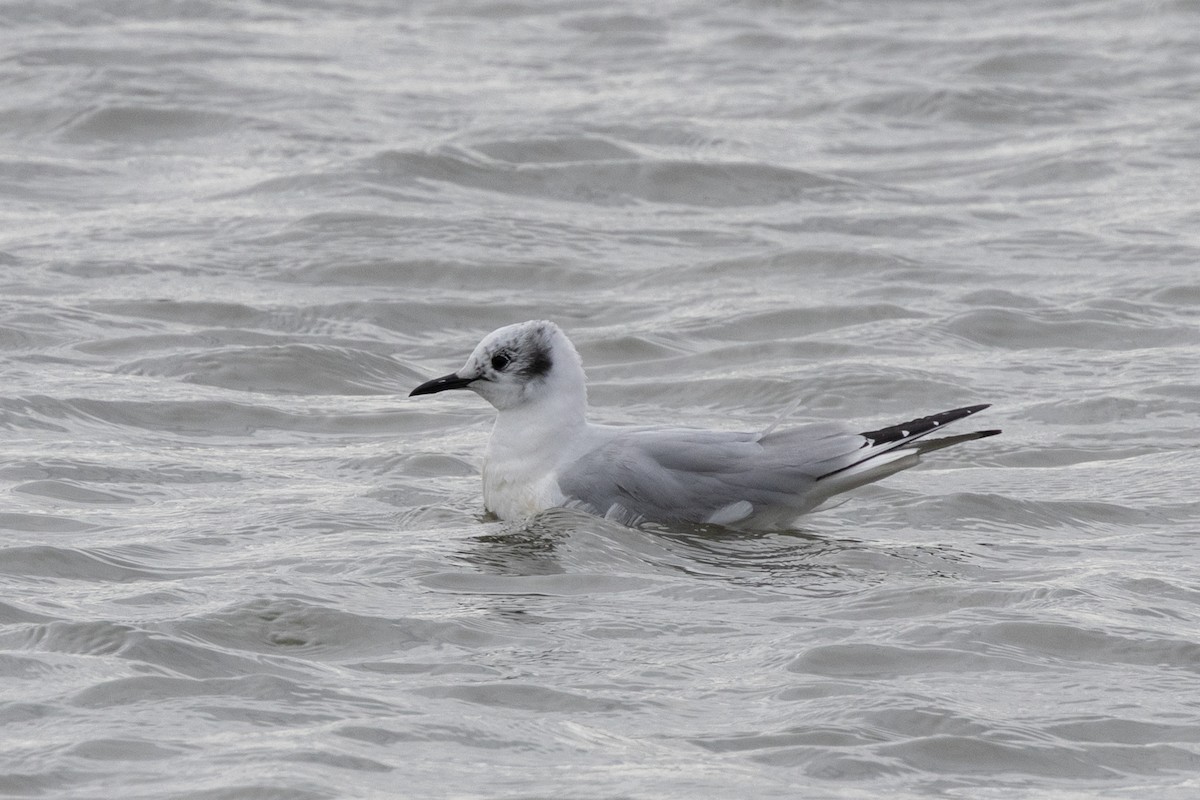 Bonaparte's Gull - Kalpesh Krishna