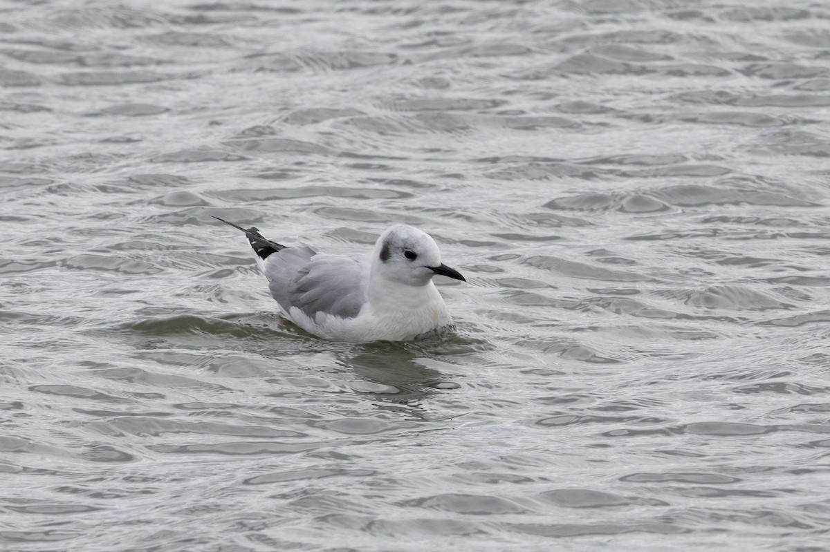 Bonaparte's Gull - ML623158075