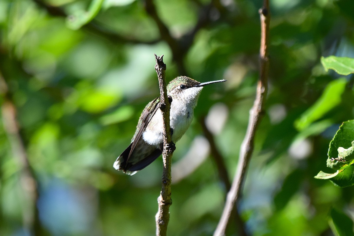 Ruby-throated Hummingbird - ML623158093