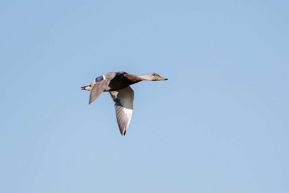 Mallard - Garrett Sheets