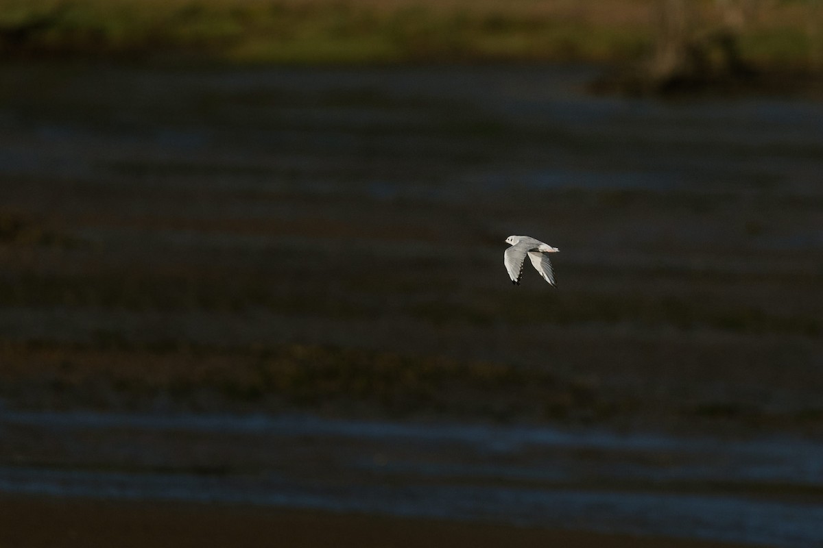 Mouette de Bonaparte - ML623158138