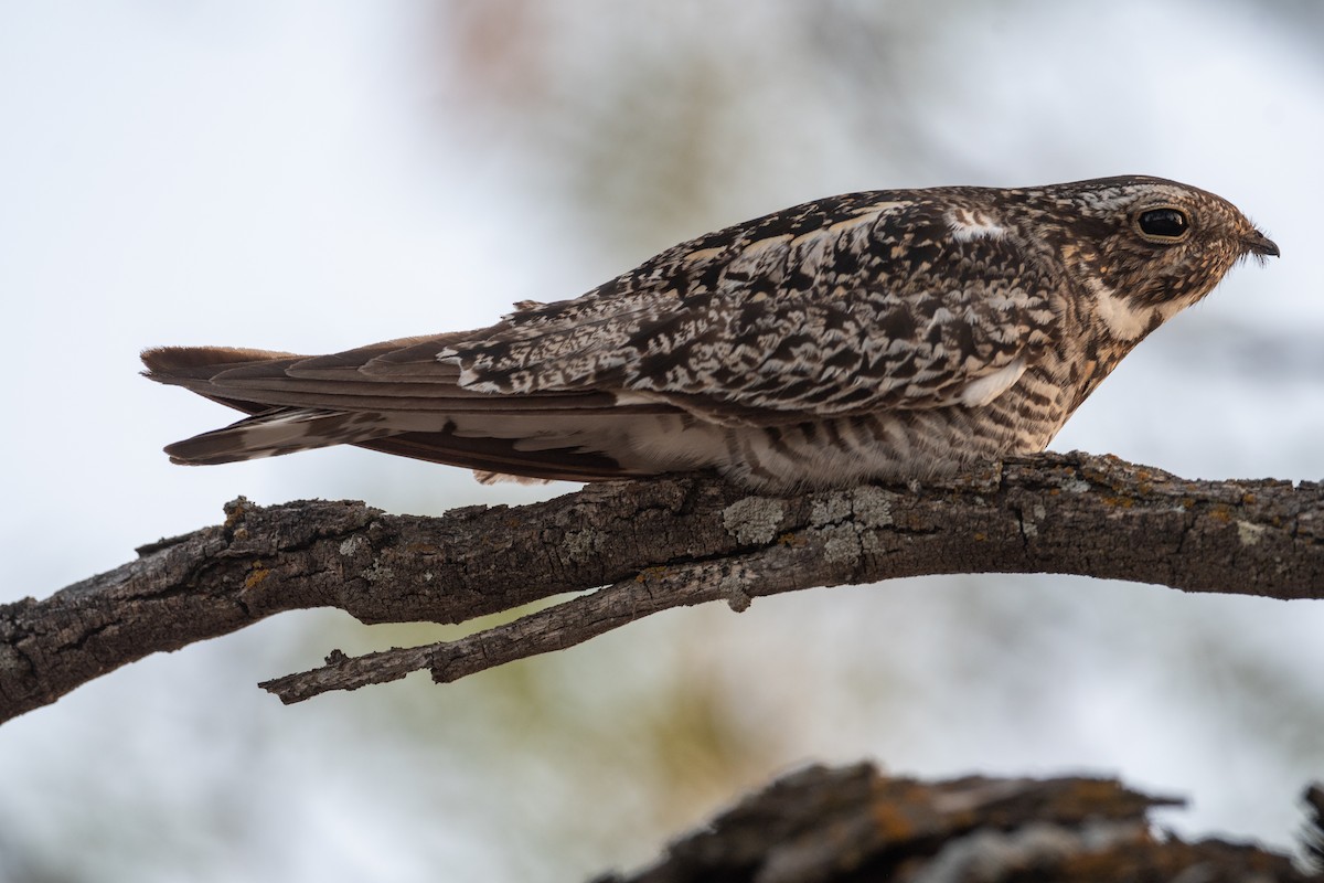 Common Nighthawk - ML623158142