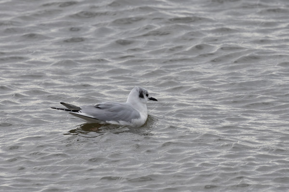 Bonaparte's Gull - ML623158154