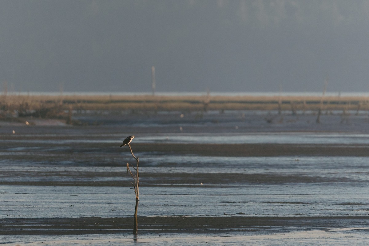 Balbuzard pêcheur - ML623158161