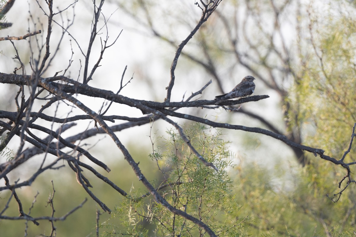 nighthawk sp. - ML623158164