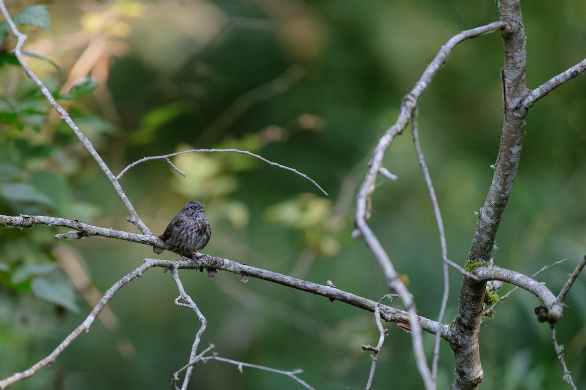 Song Sparrow - Garrett Sheets