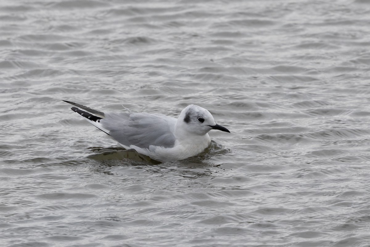 Bonaparte's Gull - ML623158230